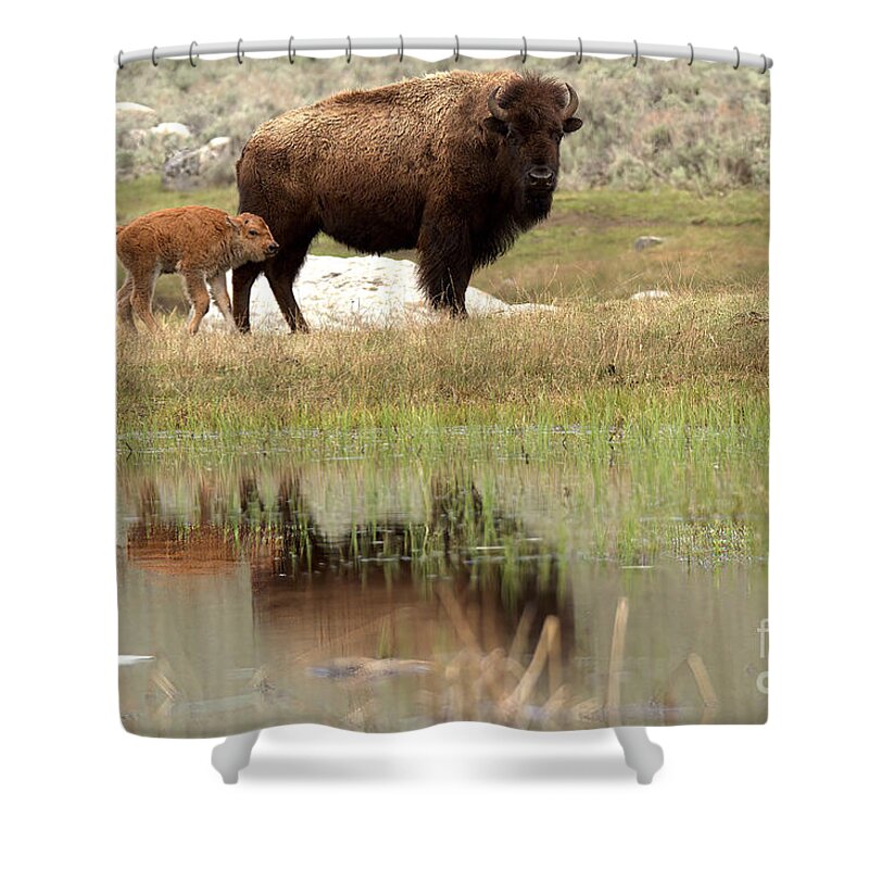 Yellowstone Shower Curtain featuring the photograph Bison Red Dog With A Wary Eye by Adam Jewell