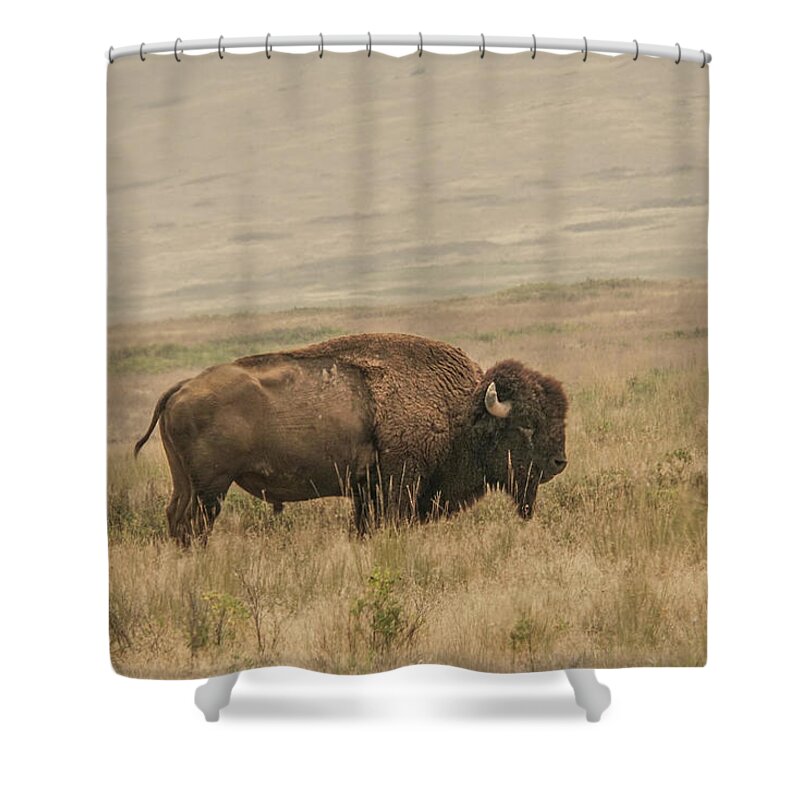 Bison Shower Curtain featuring the photograph Bison Standing Alone by Nancy Gleason