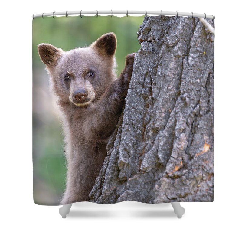 Bear Cub Shower Curtain featuring the photograph Lil Bear by Scott Warner