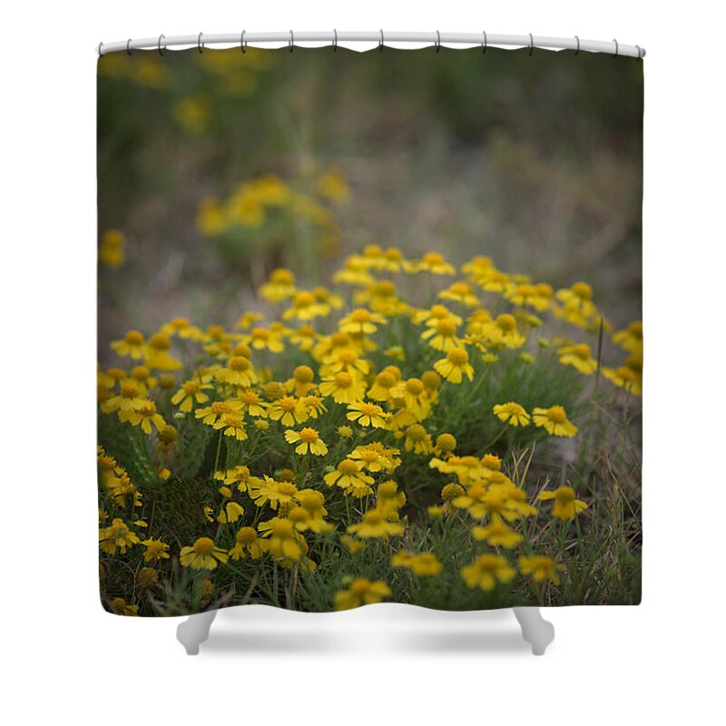 Daisy Shower Curtain featuring the photograph Bitter Sneezeweed by DArcy Evans