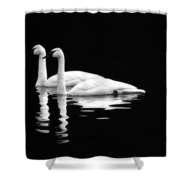 Swan Shower Curtain featuring the photograph Black and White Beauty by Jerry Cahill