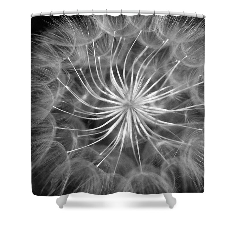 Nature Shower Curtain featuring the photograph Black and White Dandelion 2 by Amy Fose
