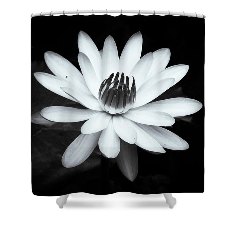 Black And White Water Lily Shower Curtain featuring the photograph Black and white Water Lily by Vicky Edgerly