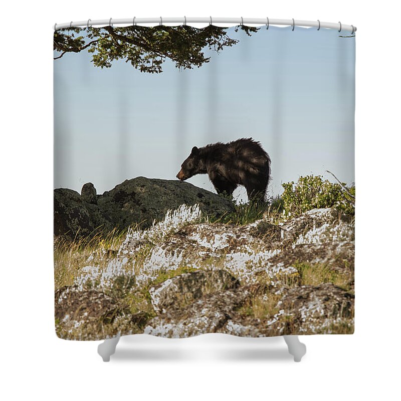 Black Bear Shower Curtain featuring the photograph Black Bear At Yellowstone 1 by Joe Granita