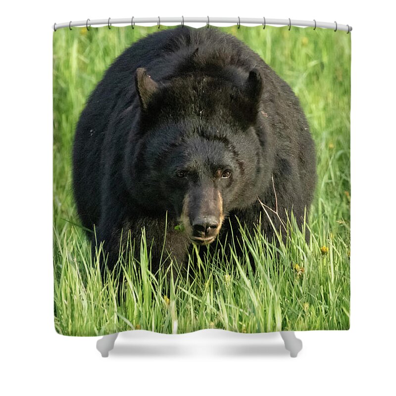 American Black Bear Shower Curtain featuring the photograph Black Bear Eating Grass in Yellowstone by Belinda Greb