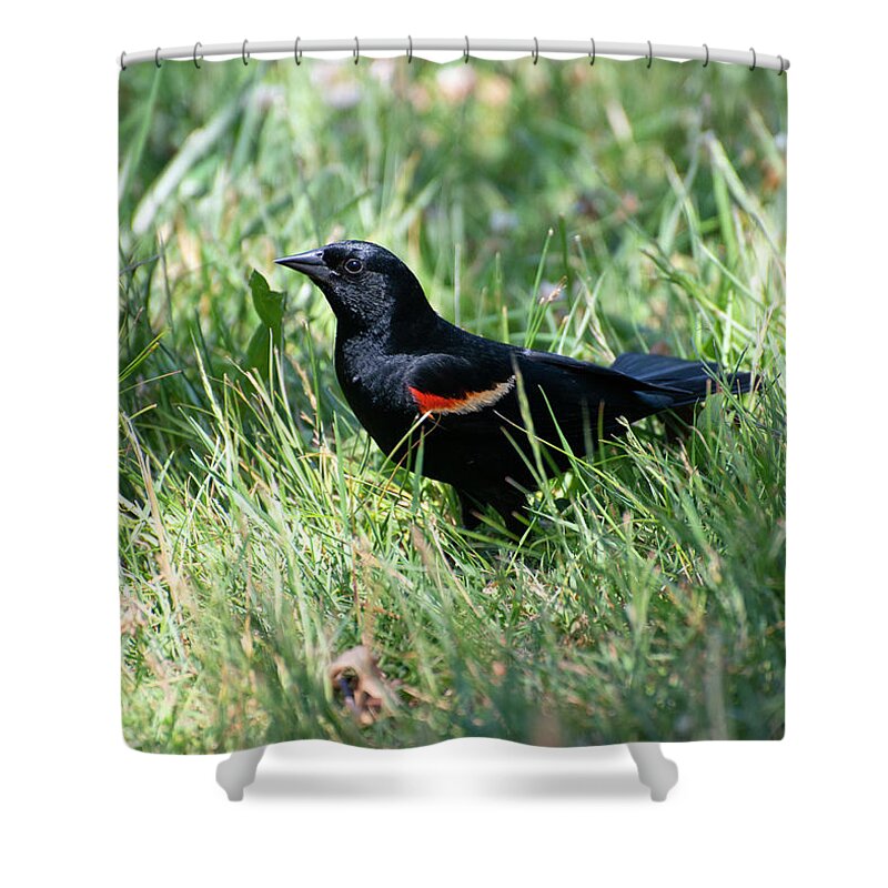 Black Bird Shower Curtain featuring the photograph Black bird at Binney by Cordia Murphy