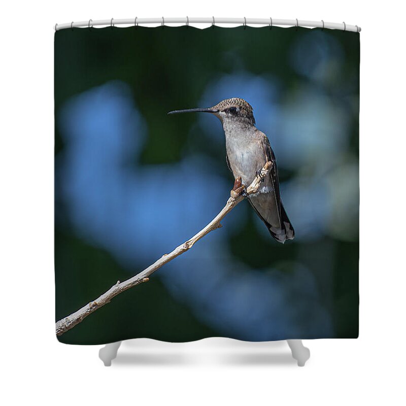 Black Chinned Hummingbird Shower Curtain featuring the photograph Black Chinned Hummingbird 3 by Rick Mosher