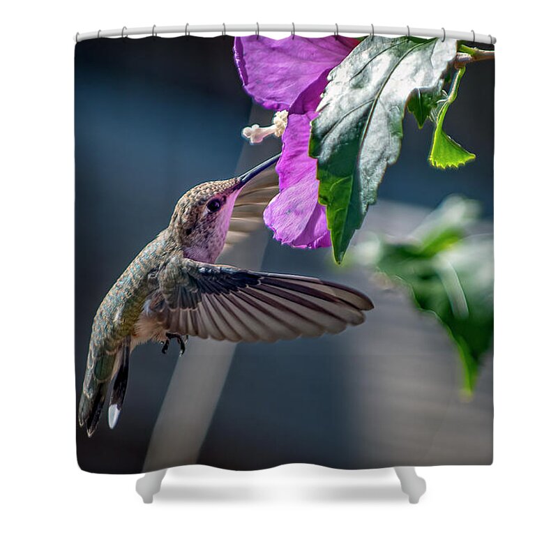 Black Chinned Hummingbird Shower Curtain featuring the photograph Black Chinned Hummingbird 4 by Rick Mosher