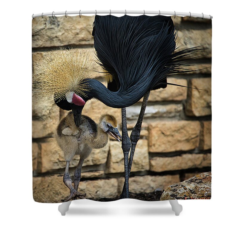 Black Shower Curtain featuring the photograph African Black Crown Crane With Chick by Rene Vasquez