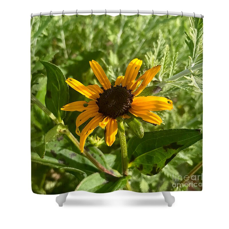 Black Eyed Susan Shower Curtain featuring the photograph Black Eyed Susan by Aisha Isabelle