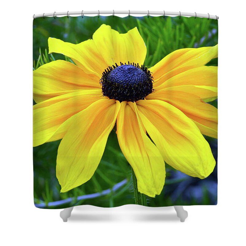 Black Eyed Susan Shower Curtain featuring the photograph Black Eyed Susan Portrait by Terence Davis