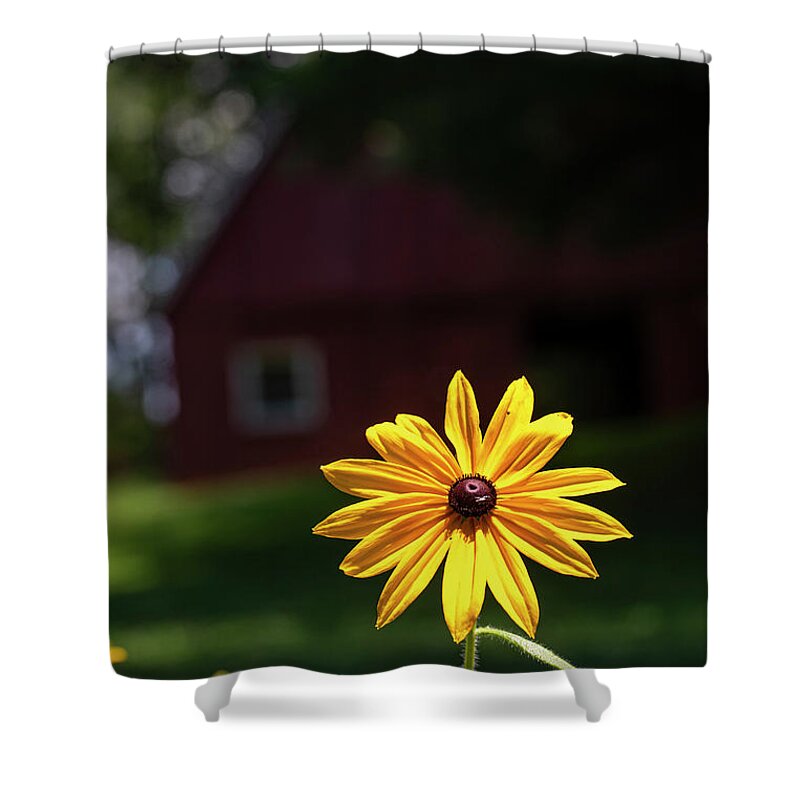 North Carolina (nc) Shower Curtain featuring the photograph Black-Eyed Susan Shines Brightly by Charles Floyd