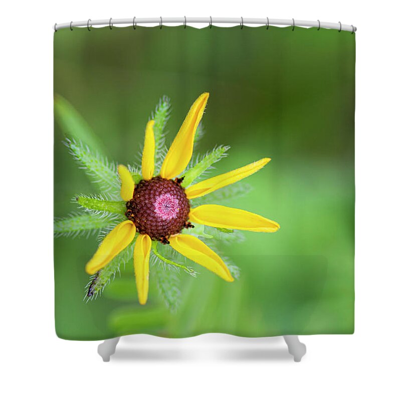 Rudbeckia Hirta Shower Curtain featuring the photograph Black-Eyed Susan Young Bloom in the Croatan National Forest by Bob Decker