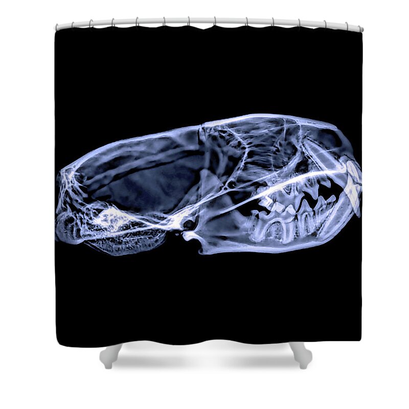 Mammal Shower Curtain featuring the photograph Black-footed Ferret -6 by Rob Graham