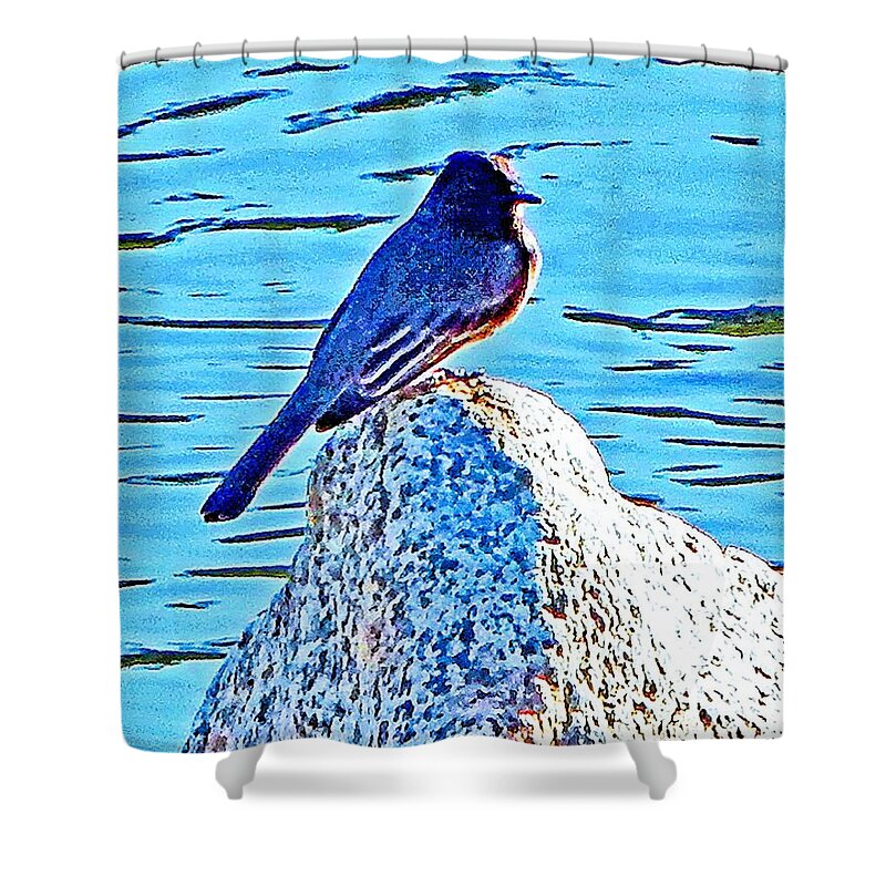Bird. Birds Shower Curtain featuring the photograph Black Phoebe Mid by Andrew Lawrence