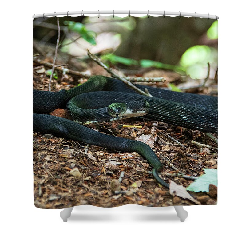 Brevard Shower Curtain featuring the photograph Black Rat Snake by Melissa Southern