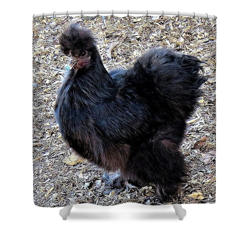 Black Chickens Shower Curtain featuring the photograph Black Silkie Bantam by Linda Stern