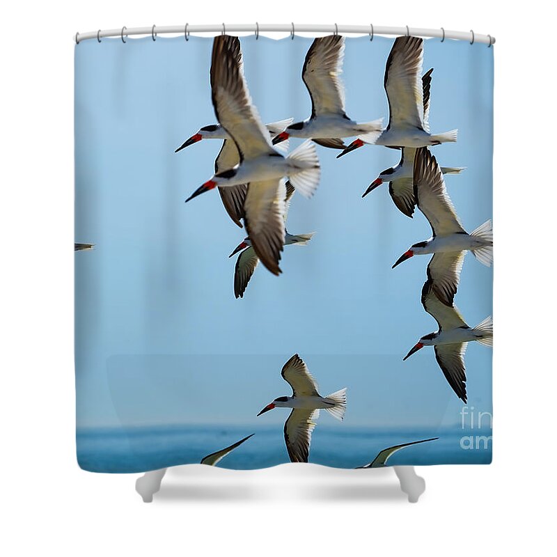 Black Skimmers Shower Curtain featuring the photograph Black Skimmers Flying at Ft. DeSoto by L Bosco