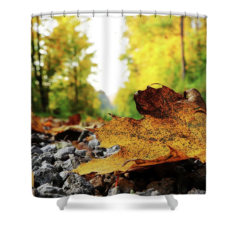 Acer Shower Curtain featuring the photograph Black spotted yellow marple leaf on gravel road which surrounded forest, which playing many colors. Pinch of autumn in semptember by Vaclav Sonnek