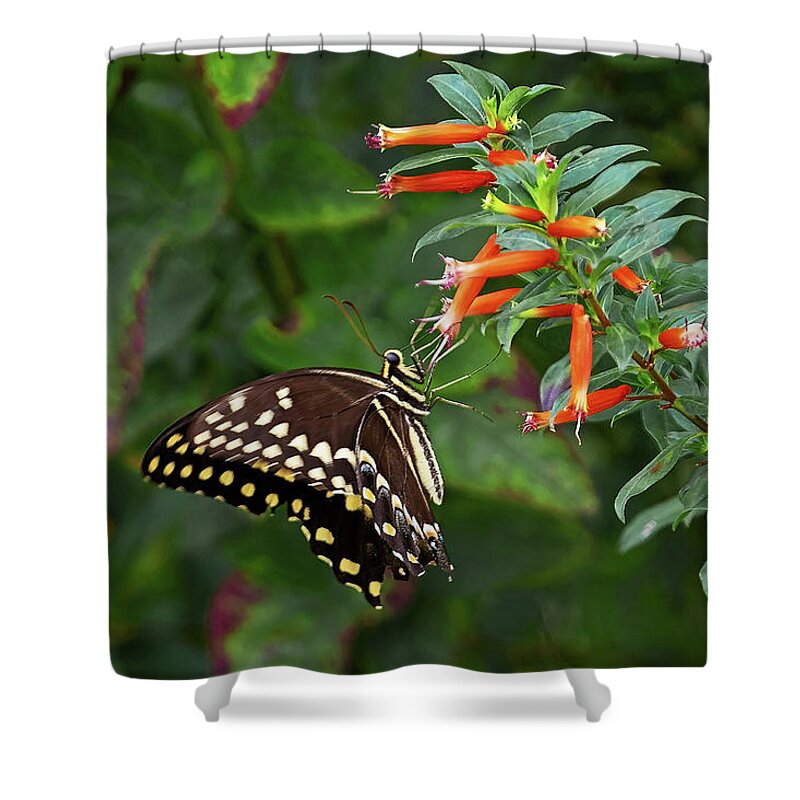 Butterfly Shower Curtain featuring the photograph Black Swallowtail With Cigar by Gina Fitzhugh