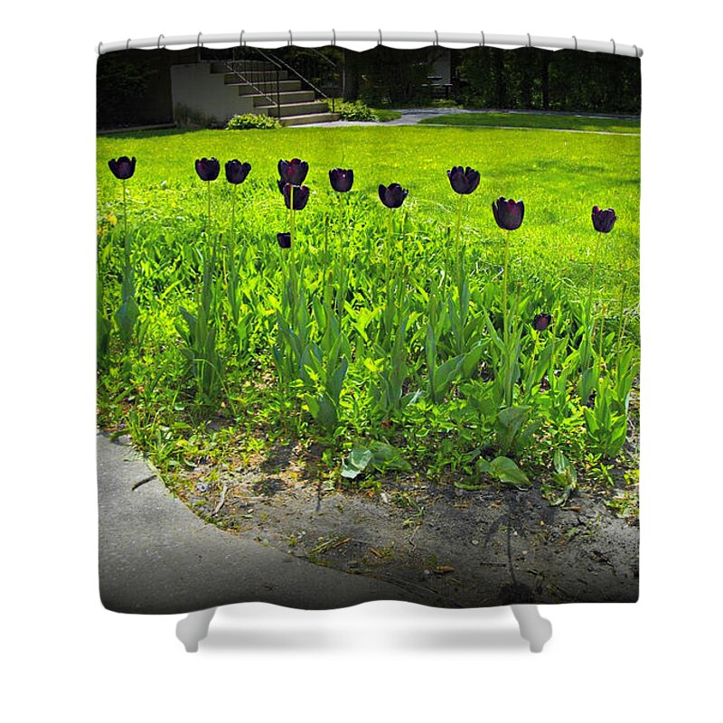Flowers Shower Curtain featuring the photograph Black Tulips In Color by Frank J Casella