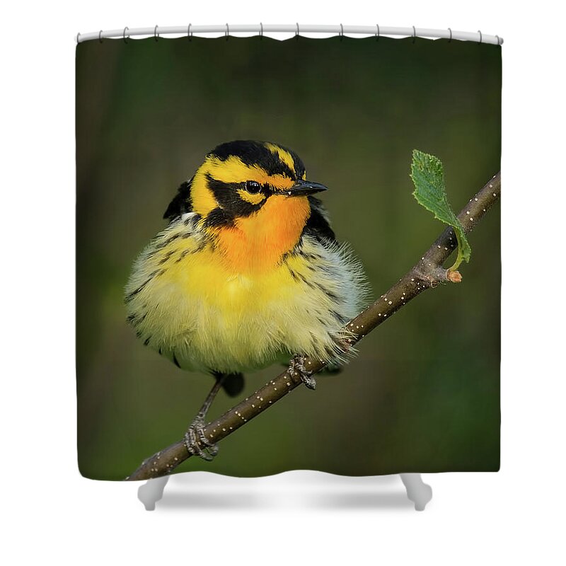 Warbler Shower Curtain featuring the photograph Blackburnian Warbler by CR Courson