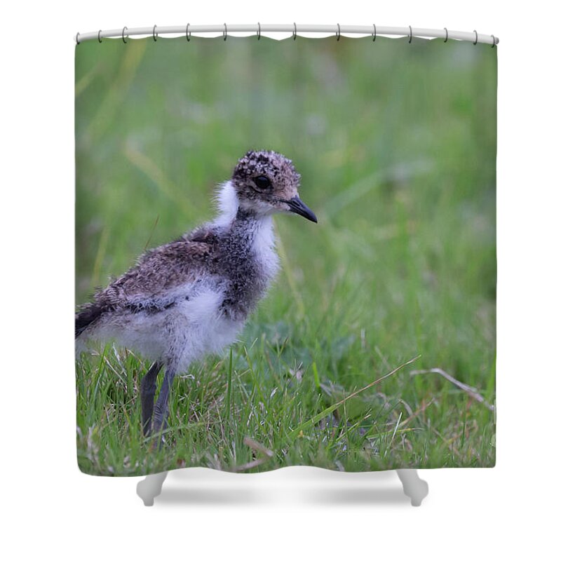 Lapwing Shower Curtains