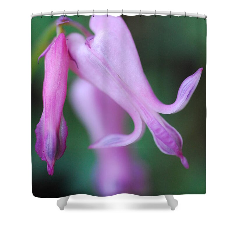 Macrophotography Shower Curtain featuring the photograph Bleeding Heart 1 by Stephanie Gambini
