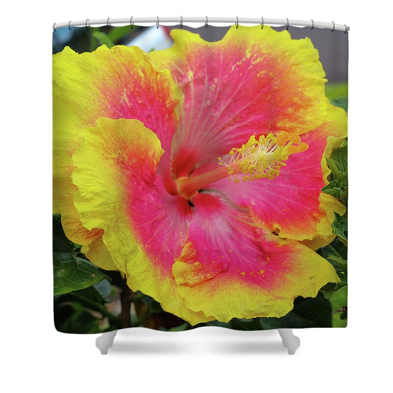 Hibiscus Shower Curtain featuring the photograph Bleeding Pink by Tony Spencer