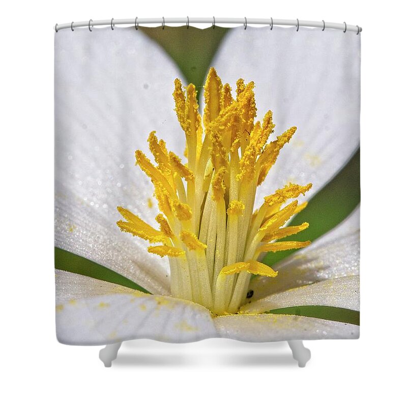 Flowers Shower Curtain featuring the photograph Bloodroot 11 by Steven Ralser
