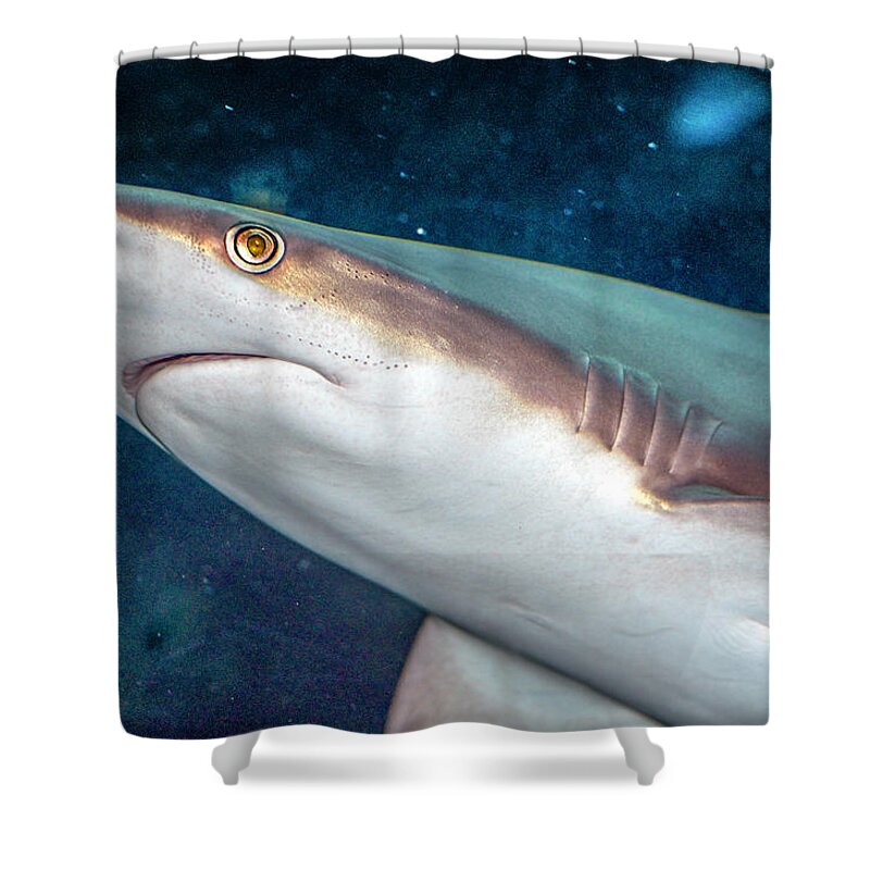 Bloody Shower Curtain featuring the photograph Bloody Nosed Shark by WAZgriffin Digital