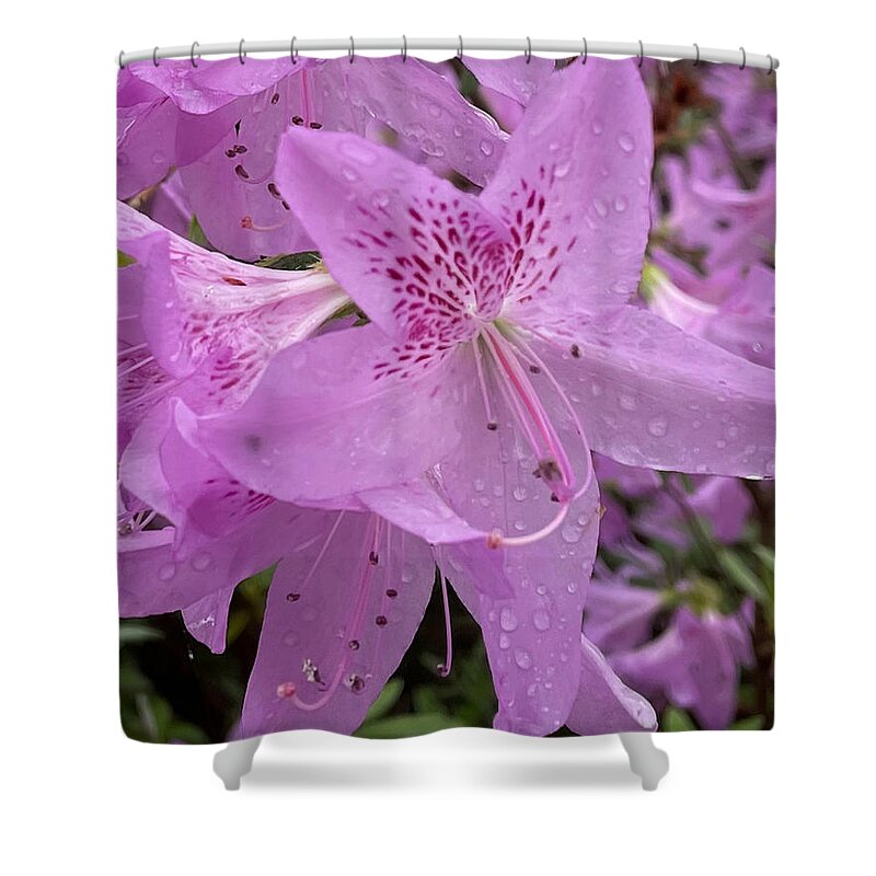Petal Shower Curtain featuring the photograph Bloom in Detail by Lee Darnell