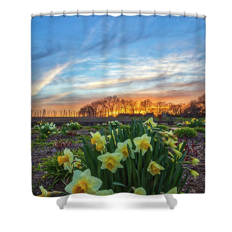 Belkin Family Lookout Farm Shower Curtain featuring the photograph Blooming Daffodils at the Belkin Lookout Farm by Juergen Roth