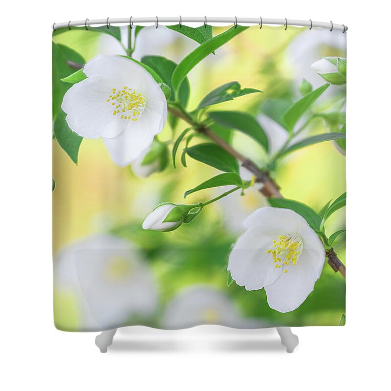 English Dogwood Shower Curtain featuring the photograph Blooming English Dogwood In Mississippi by Jordan Hill