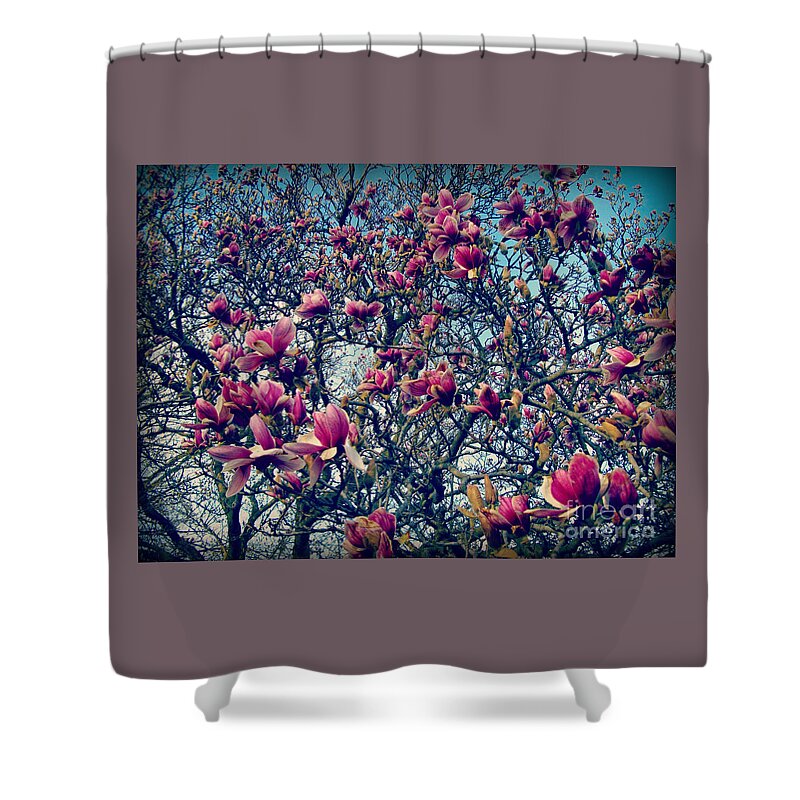 Nature Shower Curtain featuring the photograph Blooming Magnolias by Frank J Casella