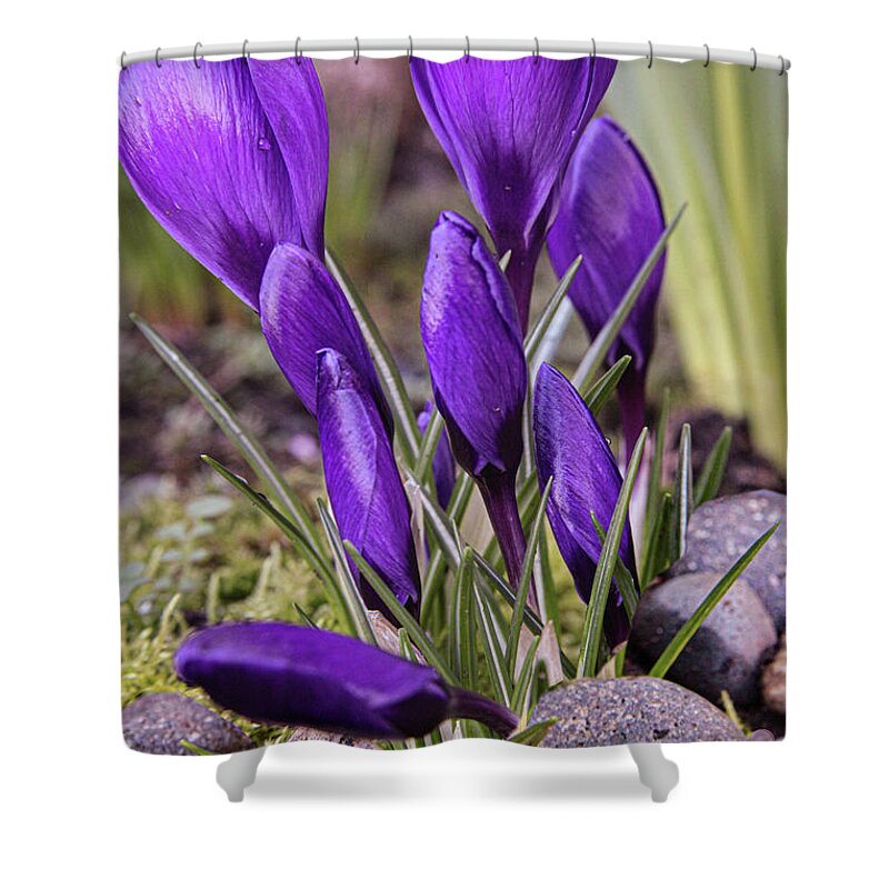 Tulips Shower Curtain featuring the photograph Blooming Tulips by Sally Bauer