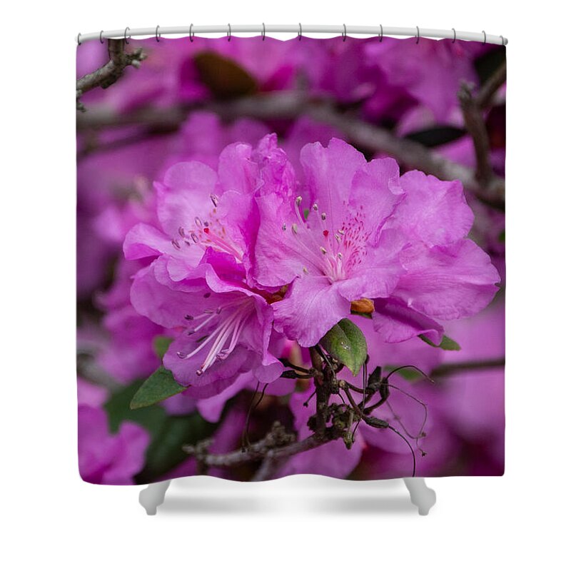 Flower Shower Curtain featuring the photograph Blooms and Branches by Linda Bonaccorsi