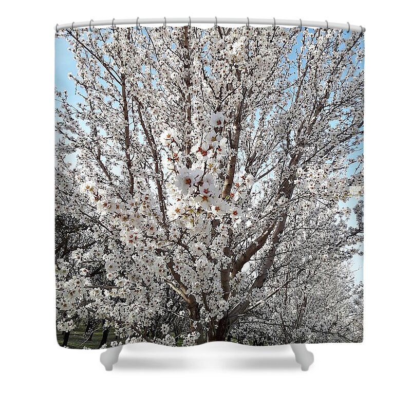 Almond Tree Shower Curtain featuring the photograph Blossom Burst by Michele Myers