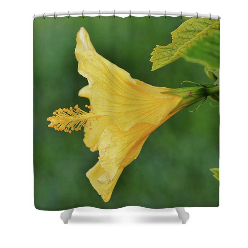 Flower Shower Curtain featuring the photograph Blow Your Horn Hibiscus Flower by Gaby Ethington