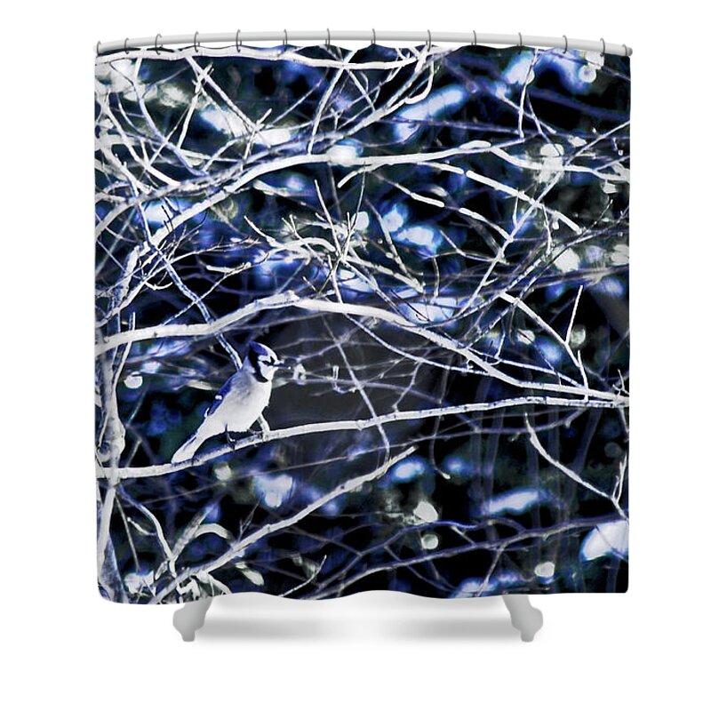Interior Blue Jay Shower Curtain featuring the photograph Blue and White Beauty by Susan Maxwell Schmidt