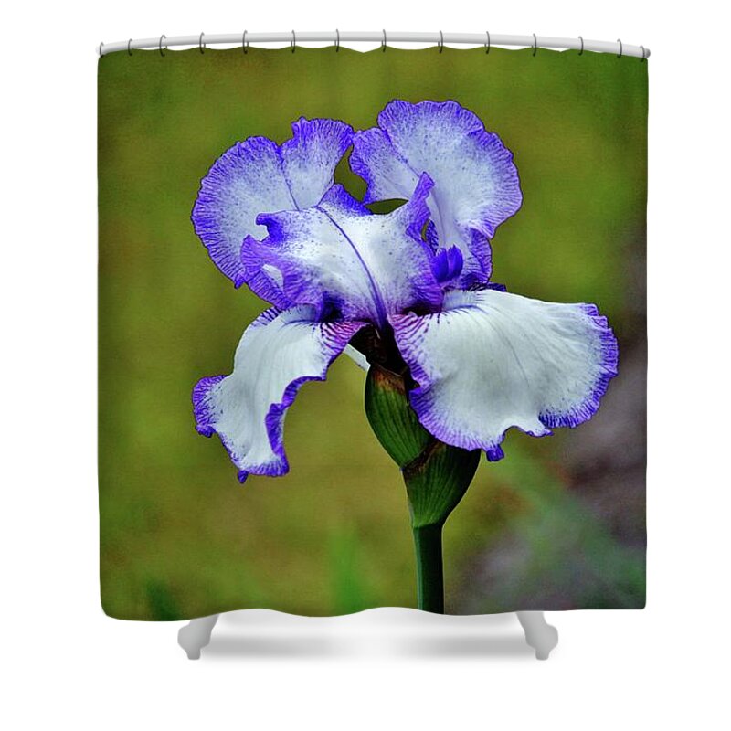 Iris Shower Curtain featuring the photograph Blue And White Iris by Cynthia Guinn