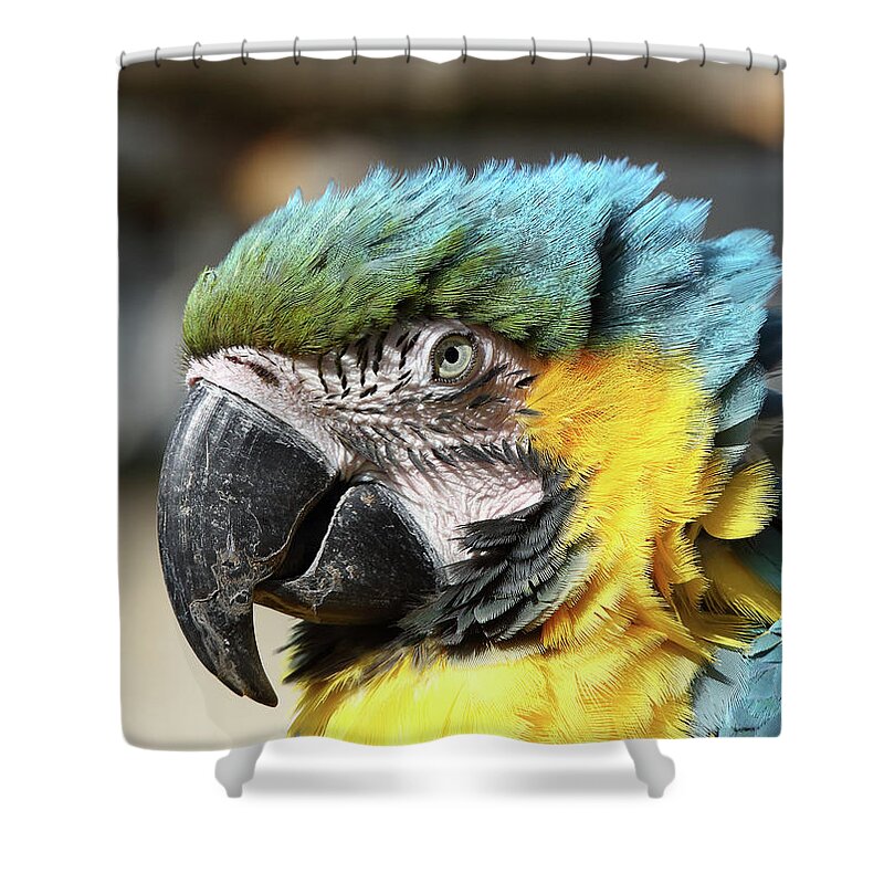 Blue And Yellow Macaw Shower Curtain featuring the photograph Blue and Yellow Macaw - closeup Portrait by Maria Gaellman