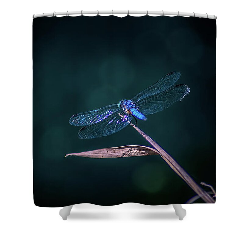 Insects Shower Curtain featuring the photograph Blue Dragonfly by Marcus Jones