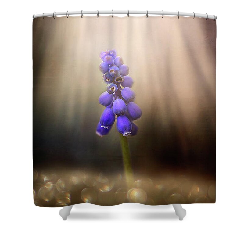 Blue Grape Hyacinth Print Shower Curtain featuring the photograph Blue Grape Hyacinth Print by Gwen Gibson