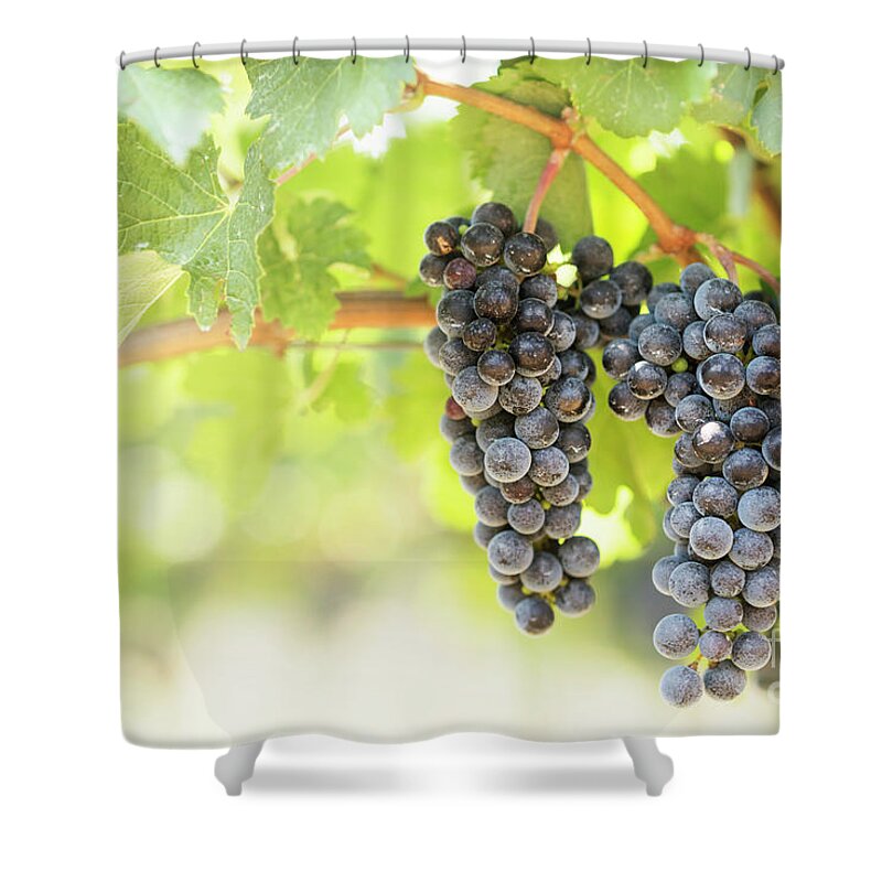 Grape Shower Curtain featuring the photograph Blue grapes in vineyard. by Jelena Jovanovic