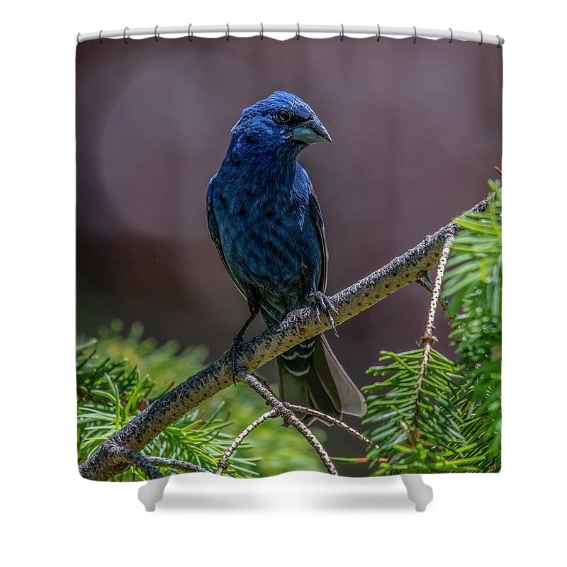 Bird Shower Curtain featuring the photograph Blue Grosbeak by Cathy Kovarik