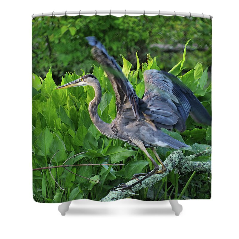Wildlife Shower Curtain featuring the photograph Blue Heron by Buddy Scott