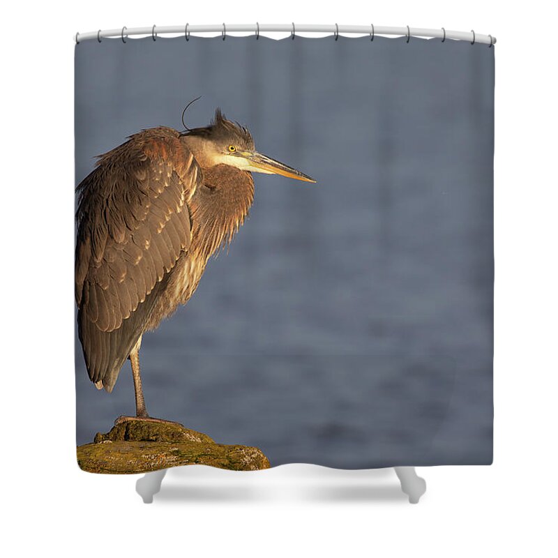 Blue Heron Shower Curtain featuring the photograph Blue Heron Sunset Horizontal by Michael Rauwolf