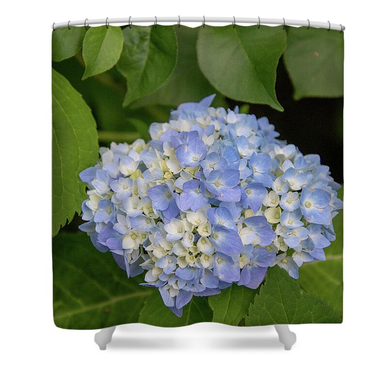 Flower Shower Curtain featuring the photograph Blue Hydrangea by Matt Sexton