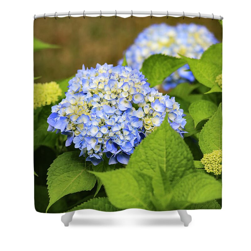 Rhode Island Shower Curtain featuring the photograph Blue Hydrangea by Tanya Owens